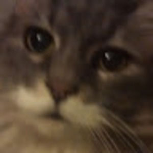 Meet your Posher, Nikkita